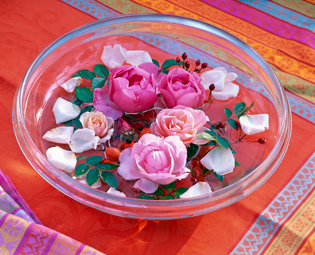 Rosa (Rose), Blüten, Hagebutten, Blätter in Glasschale mit Wasser