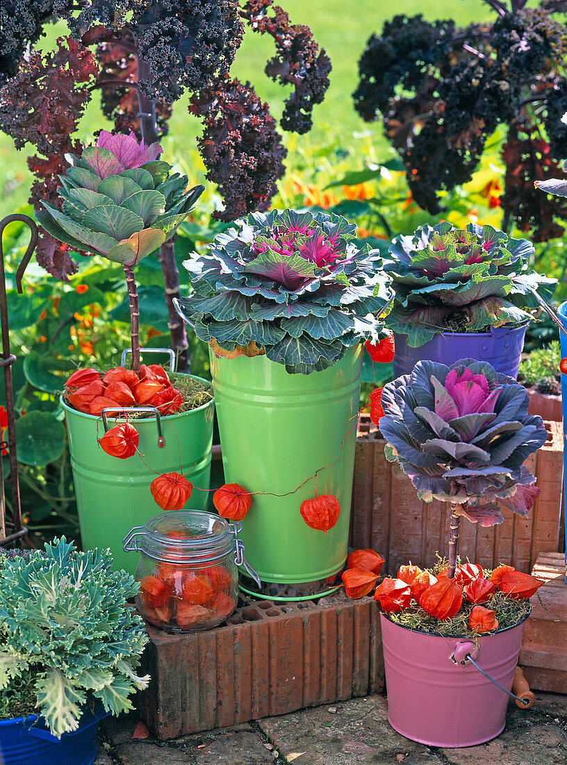 Brassica (ornamental cabbage) in various colorful tin containers