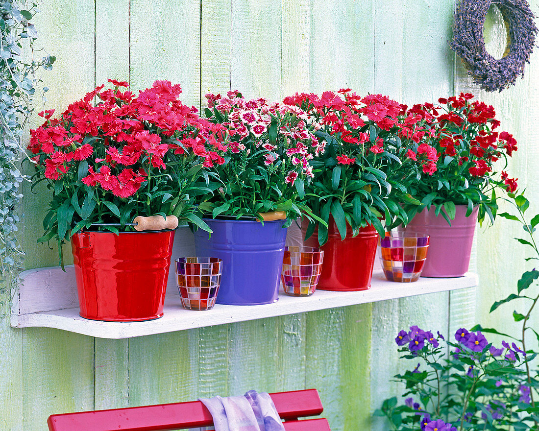 Dianthus chinensis in colorful tin pots and colorful glass lanterns