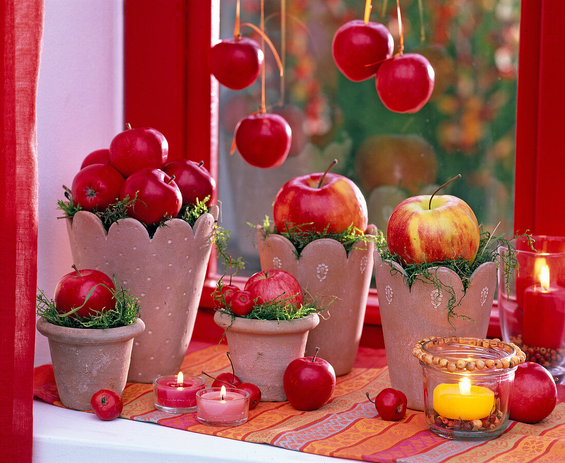 Malus (Äpfel), große und kleine Äpfel auf Terracottatöpfe mit Moos gelegt
