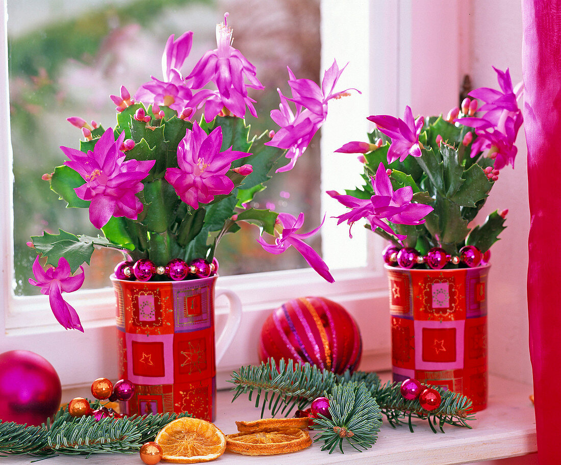 Christmas cactus in cups, Abies procera