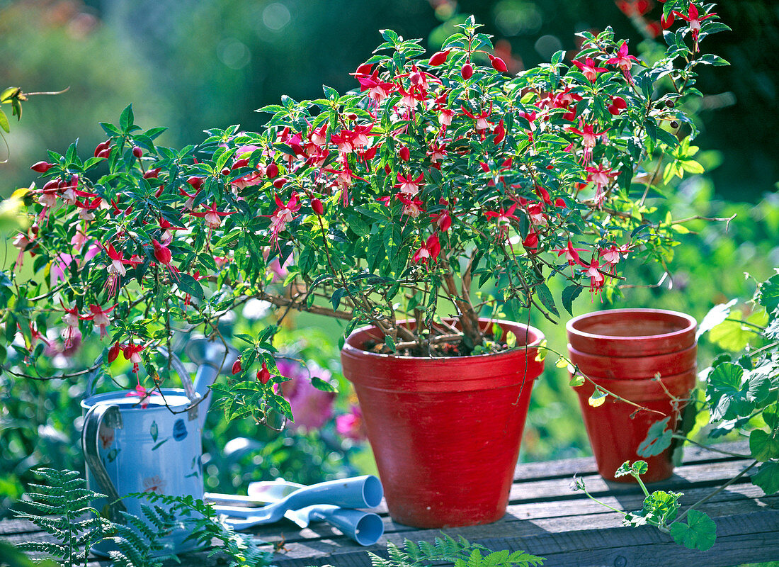 Fuchsia 'Gôteborg' (fuchsia) in red pot
