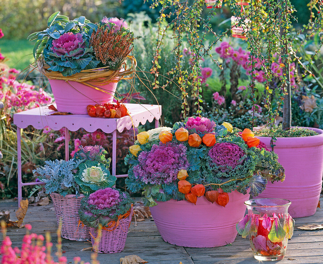 Brassica (ornamental cabbage), Calluna (budding heather), Senecio