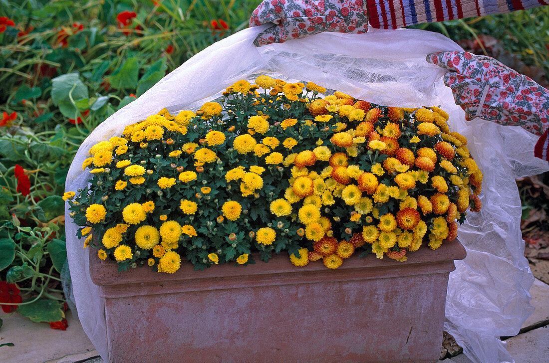 Protection against early frosts, box with chrysanthemum (chrysanthemum)