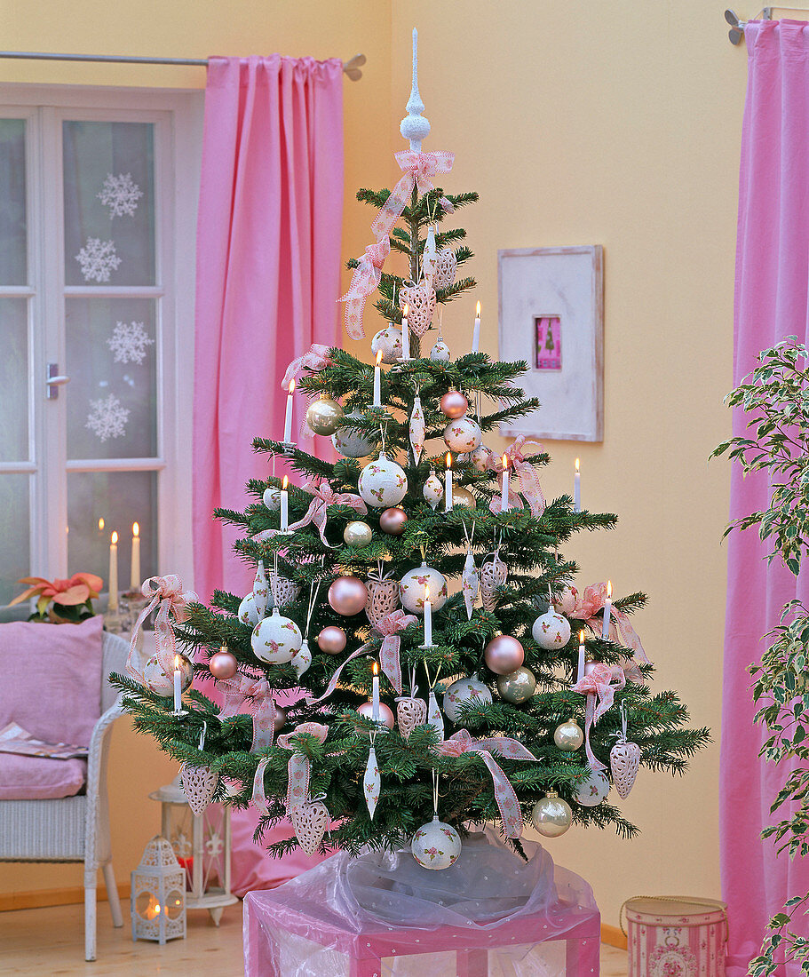 Abies nordmanniana (Nordmanntanne) als Weihnachtsbaum mit weißen Kerzen