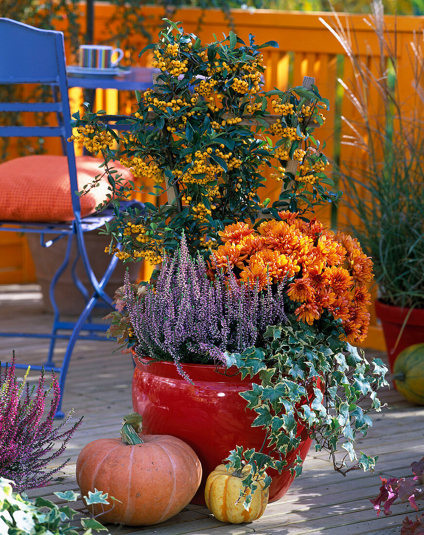 Calluna ' Marlies ' (konspenblühende Heide), Chrysanthemum Yahou ' Luron '