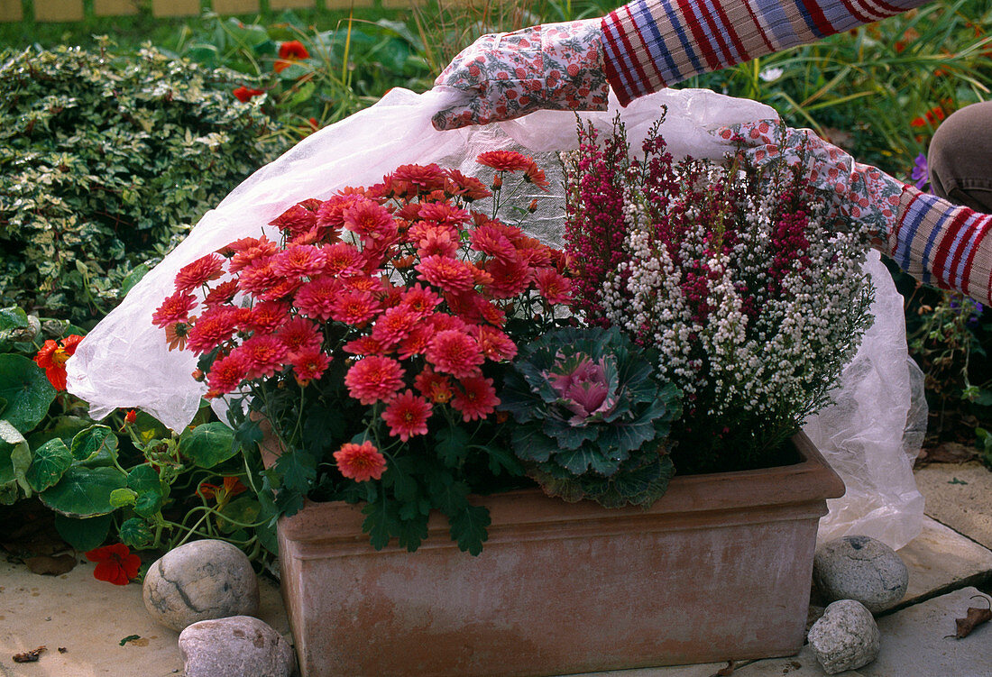 Schutz vor Frühfrösten: Kasten mit Chrysanthemum (Chrysantheme)