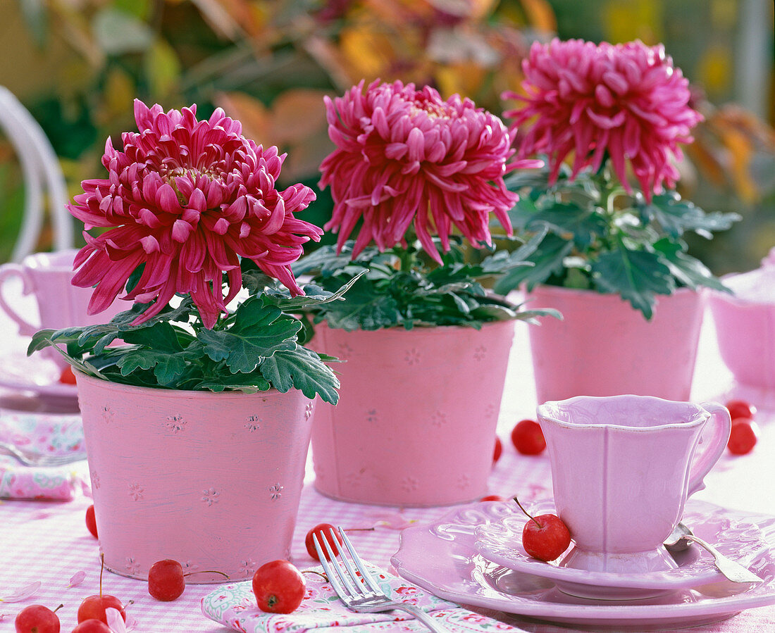 Chrysanthemum grandiflorum (großblumige Chrysantheme) in rosa Blechtöpfen
