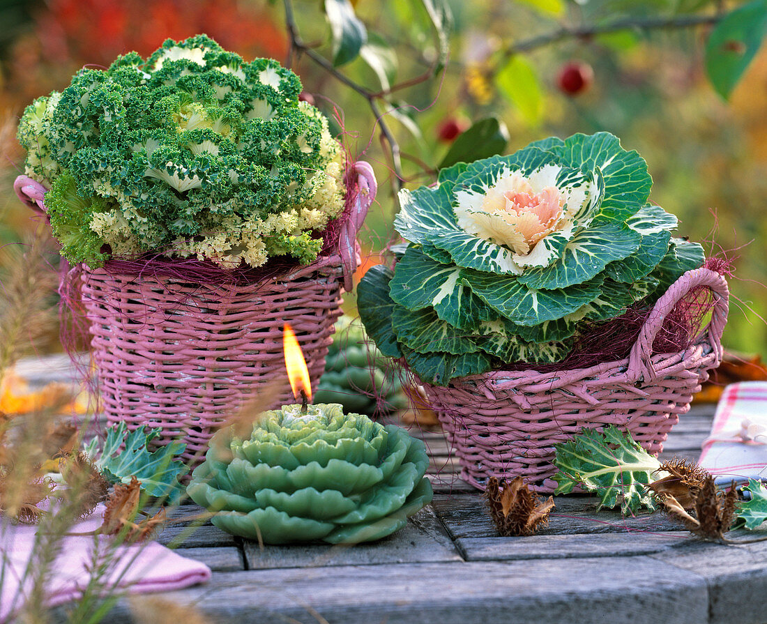 Brassica (cabbage) in pink baskets, cabbage candle