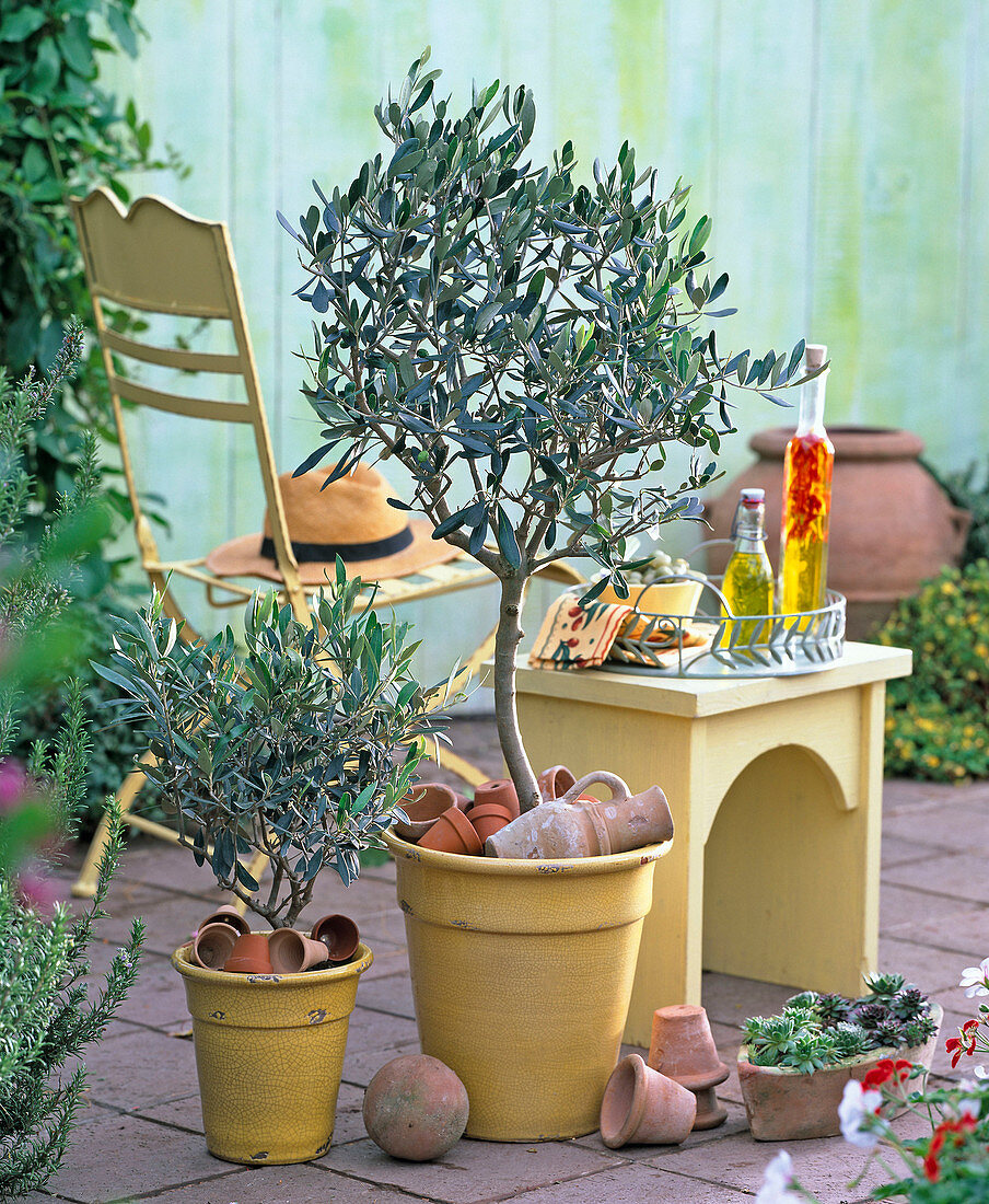 Olea europaea (Olive) in yellow pots, Sempervivum (houseleek)