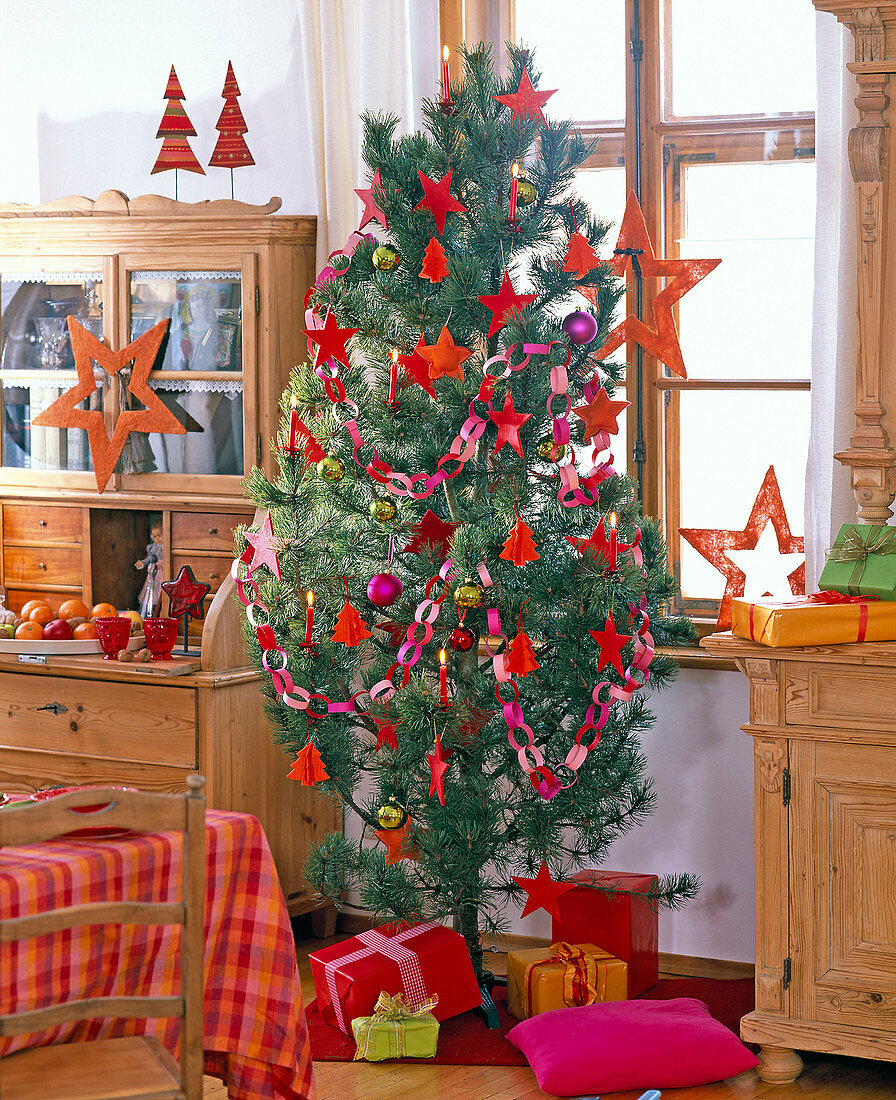 Pinus sylvestris (Scots pine) as a Christmas tree