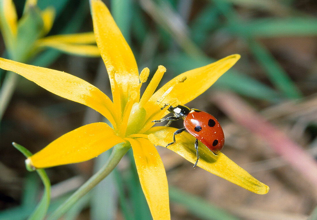 Seven-spot ladybugs on meadow-yellow-stars (Gagea pratensis)