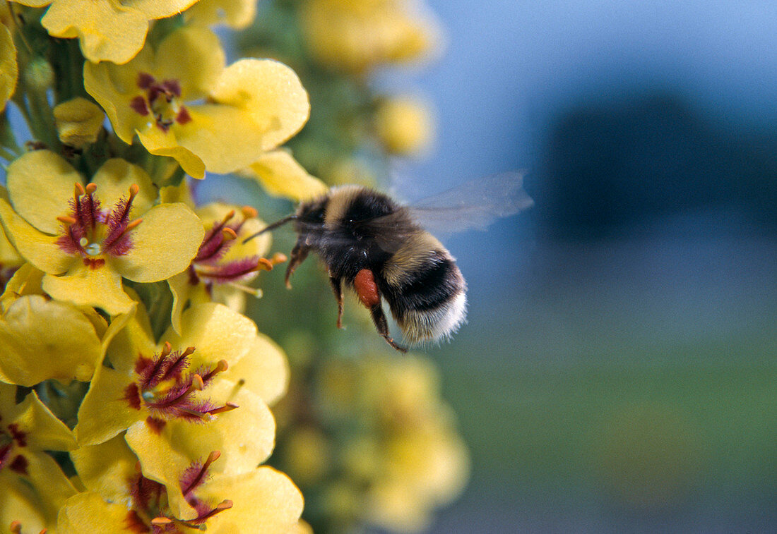 Bombus hortorum (garden bumblebee) on mullein