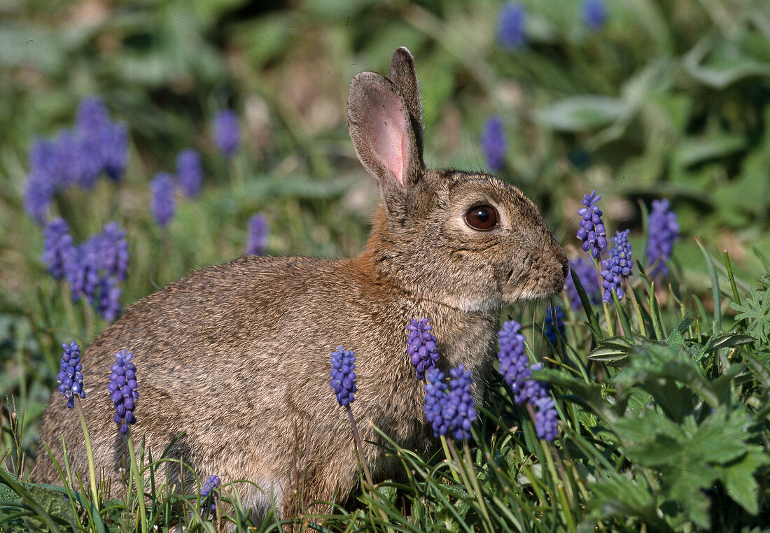 Wild rabbit in the grass with muscari (grape hyacinth)