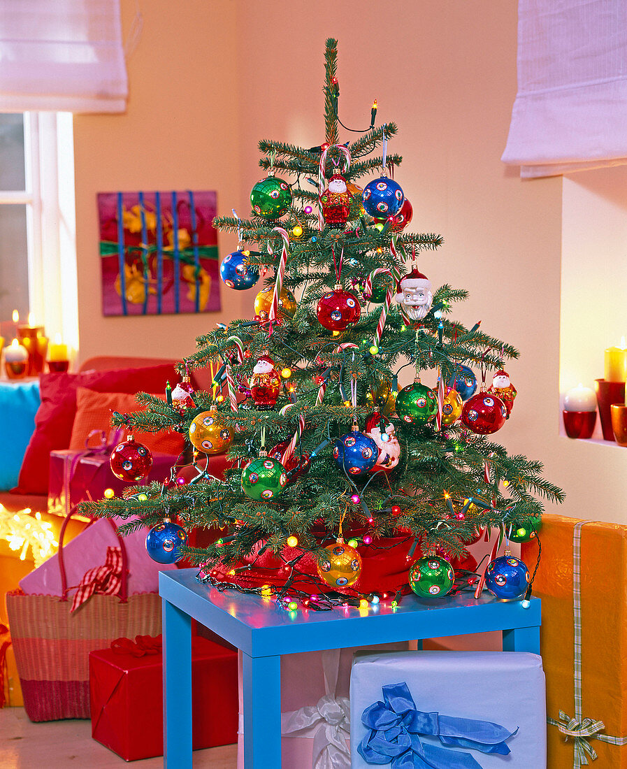 Colorful Christmas tree, Picea pungens (spruce)