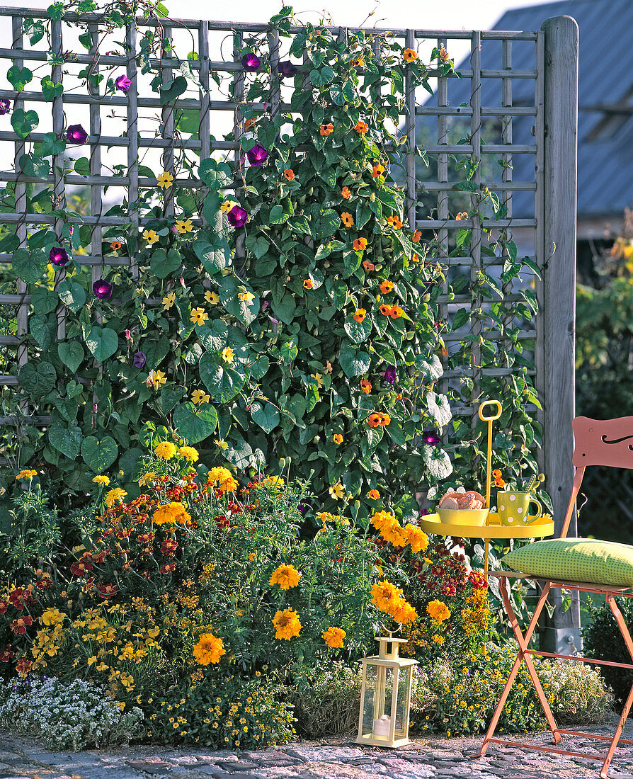 Colorful summer bed with trellis