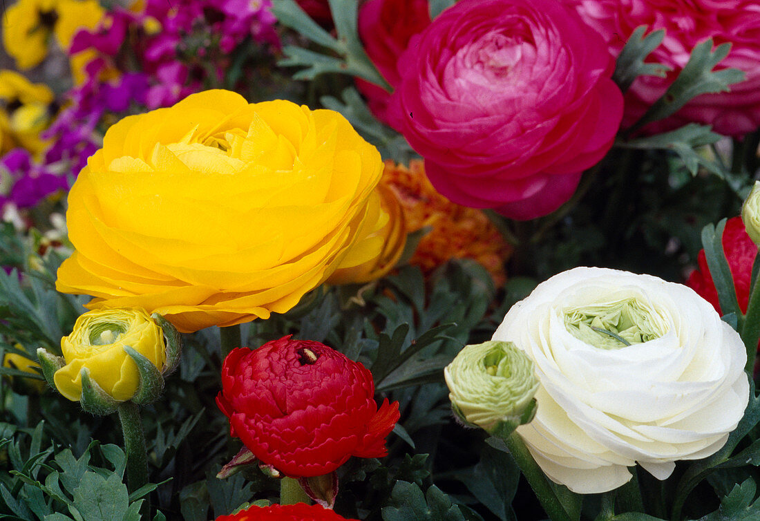 Blüten von Ranunculus asiaticus (Ranunkeln) in gelb, weiß, rot und pink