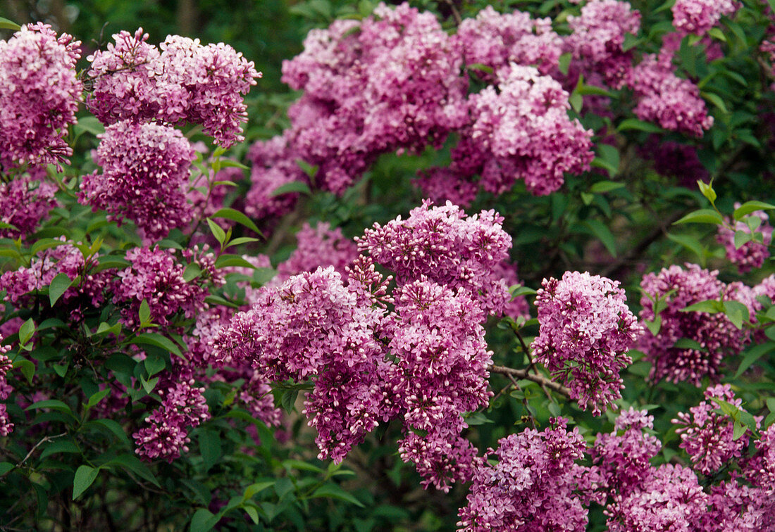 Purple Syringa chinensis (fragrant lilac) flowers, fragrant