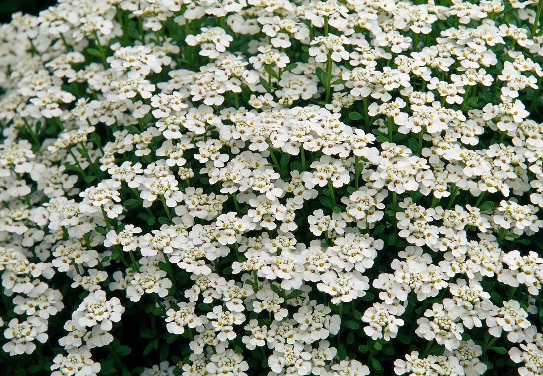weiße Blüten von Iberis (Schleifenblume)