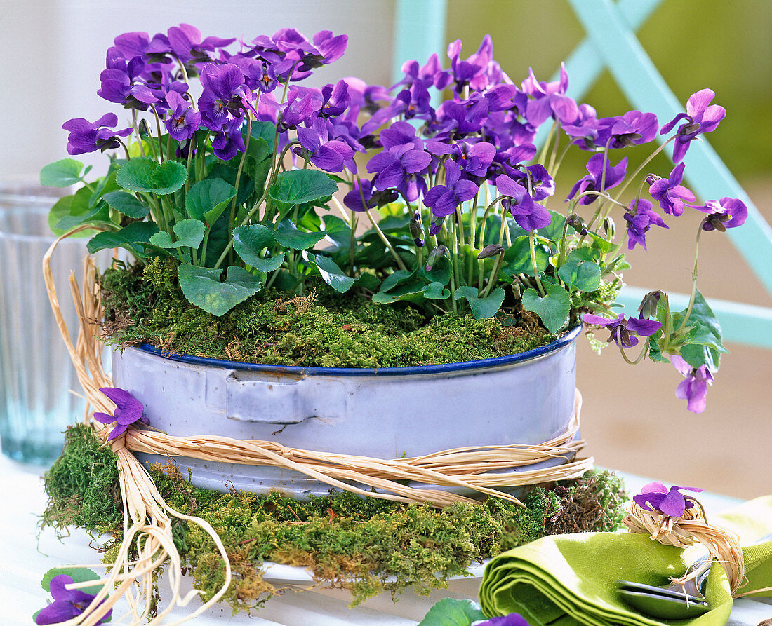 Viola odorata (fragrant violet) in enamel bowl