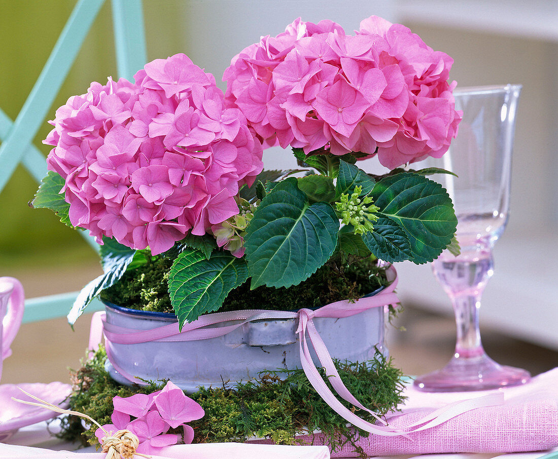 Hydrangea (Pink Hydrangea) in enameled bowl