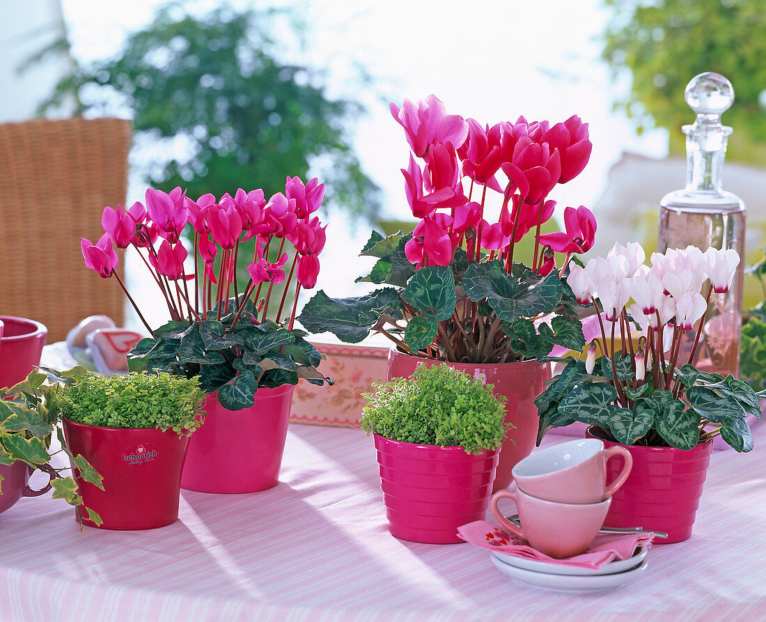 Cyclamen (Alpenveilchen), Soleirolia (Bubiköpfchen)