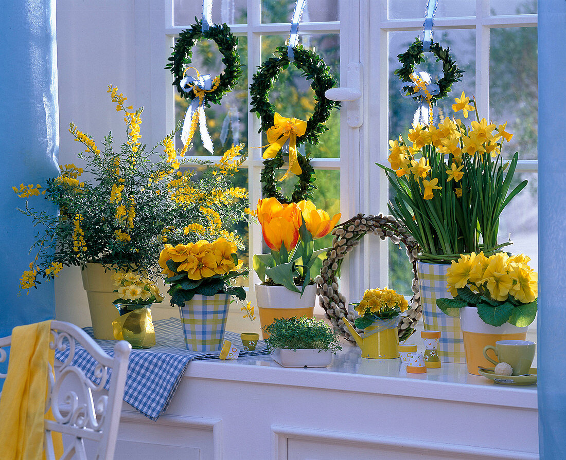 Yellow window, Narcissus 'Tete A Tete' (Daffodil), Primula
