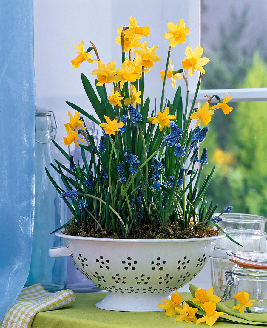 Narcissus 'Tete a Tete' (Narzissen), Muscari