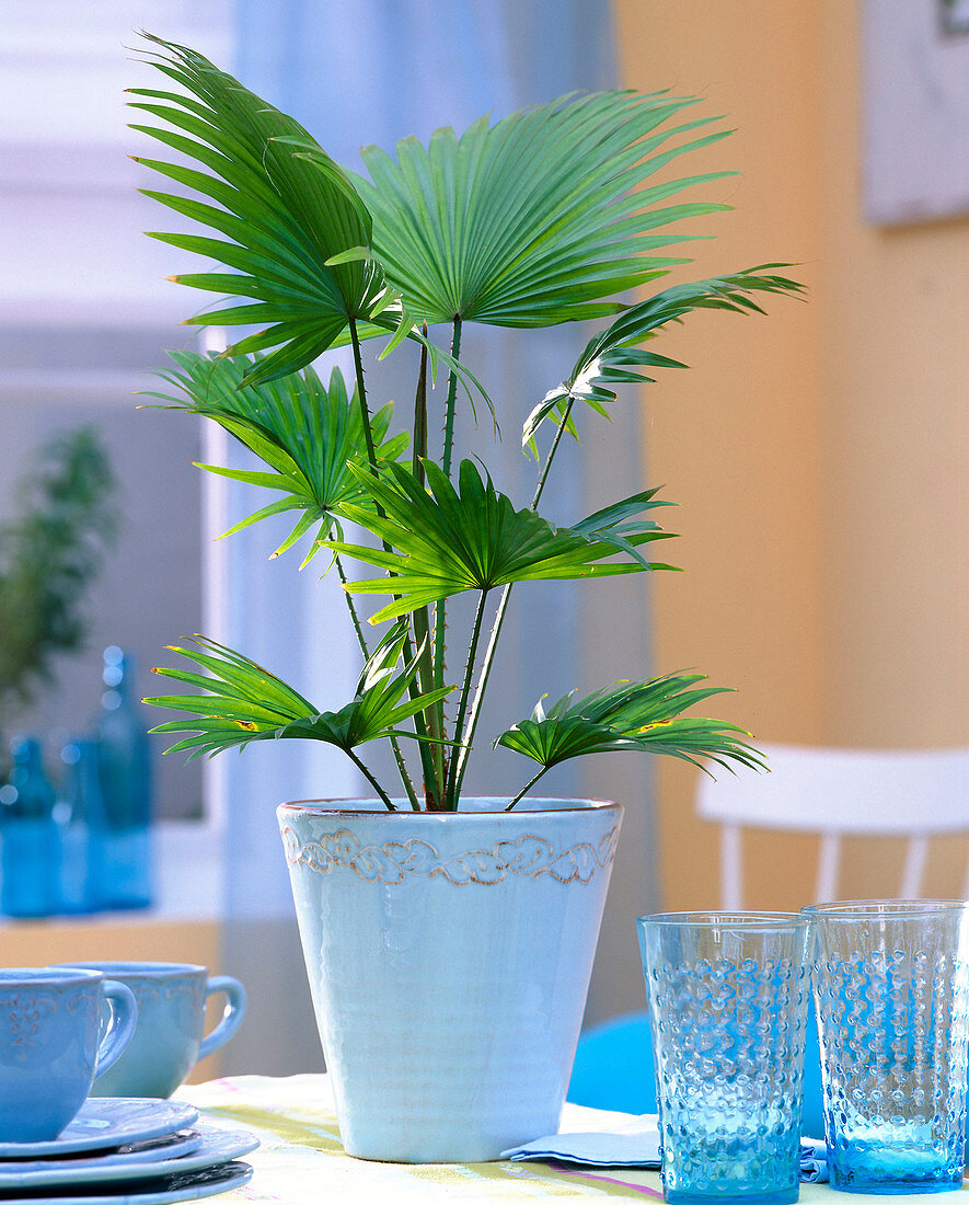 Livistona australis (Livingstonpalme) in light blue pot