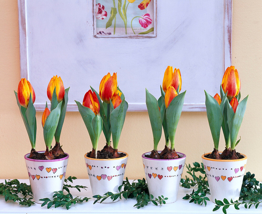Tulipa 'Flair' in weißen, mit Herzen bemalten Töpfen