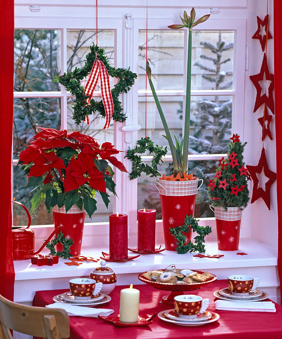Weihnachtlich dekoriertes Fenster mit Euphorbia pulcherrima