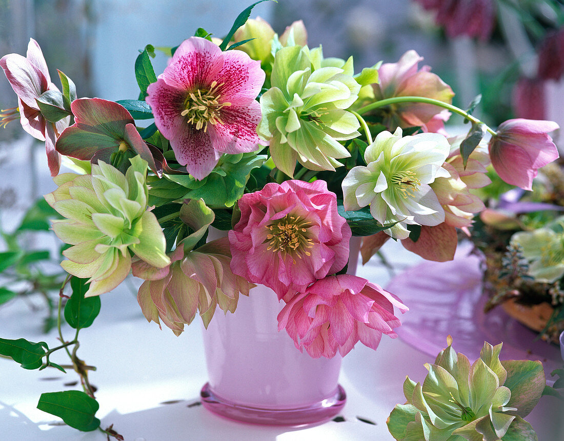 Bouquet of non blooming and blooming Helleborus Gold Collection