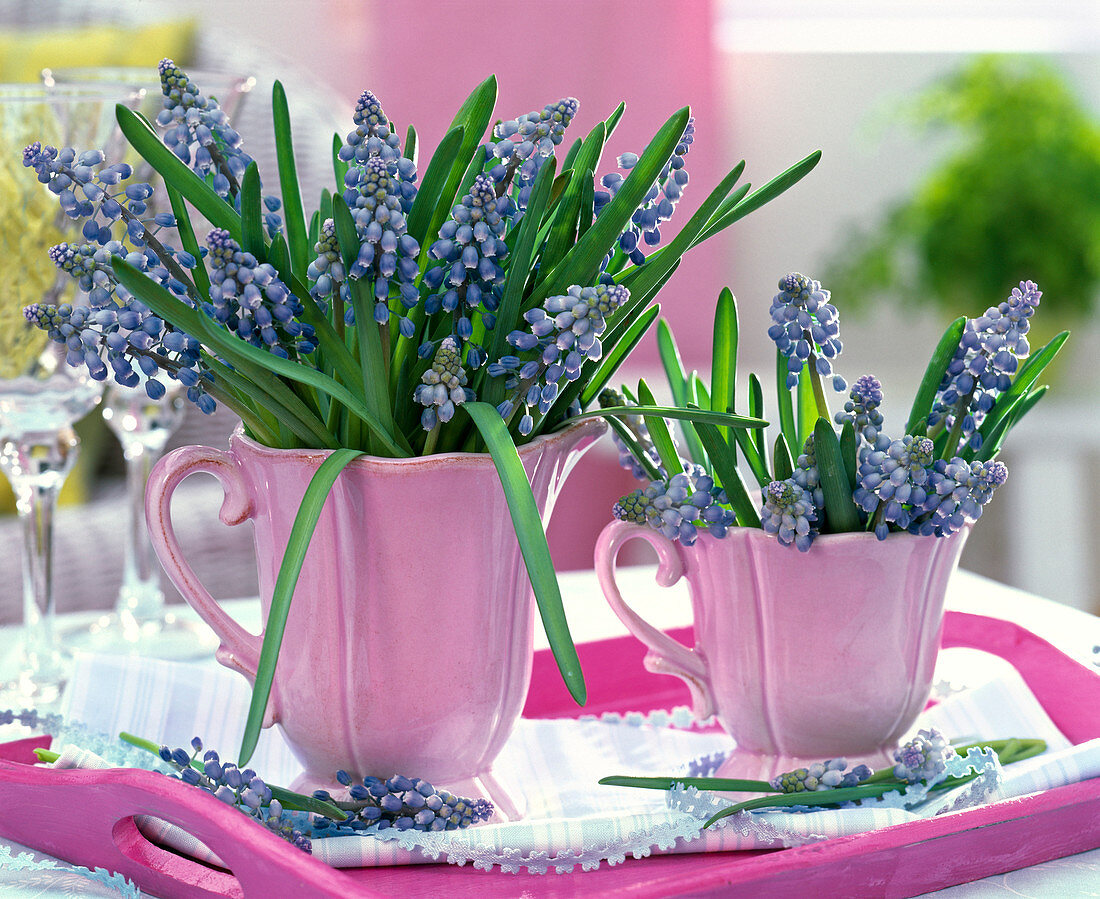 Muscari (grape hyacinth) bouquet in pink cups
