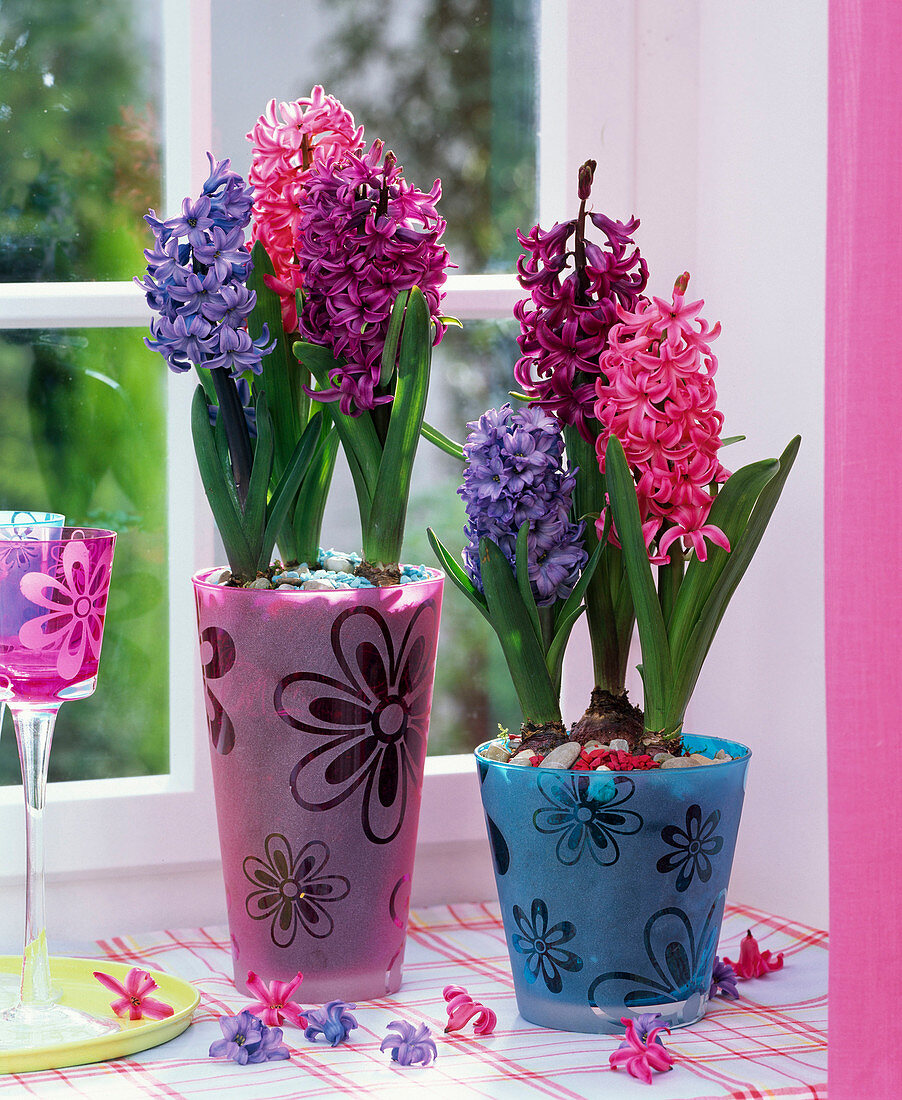 Hyacinthus (Hyazinthen) in rosa und blauem Glas