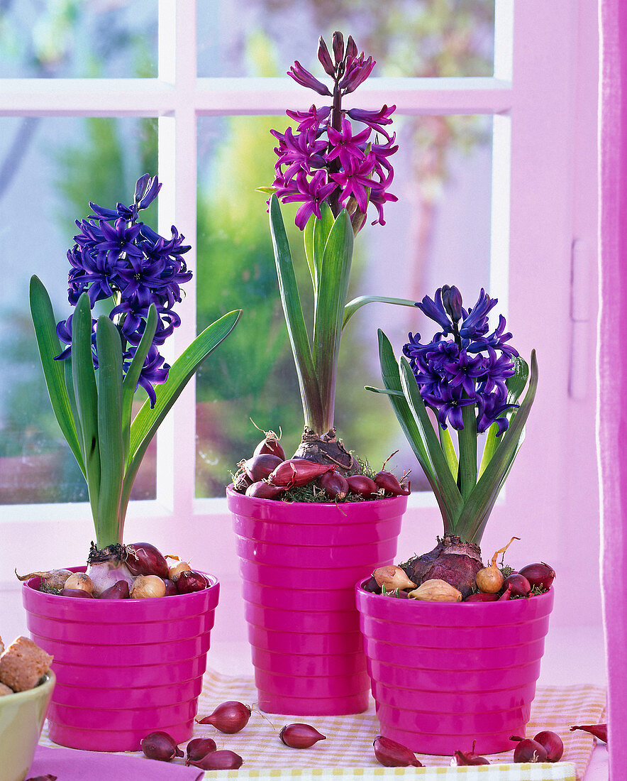 Hyacinthus (Hyazinthen) in pinken Übertöpfen