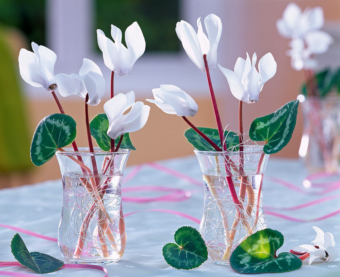 White cyclamen with silver wire as a plug-in aid