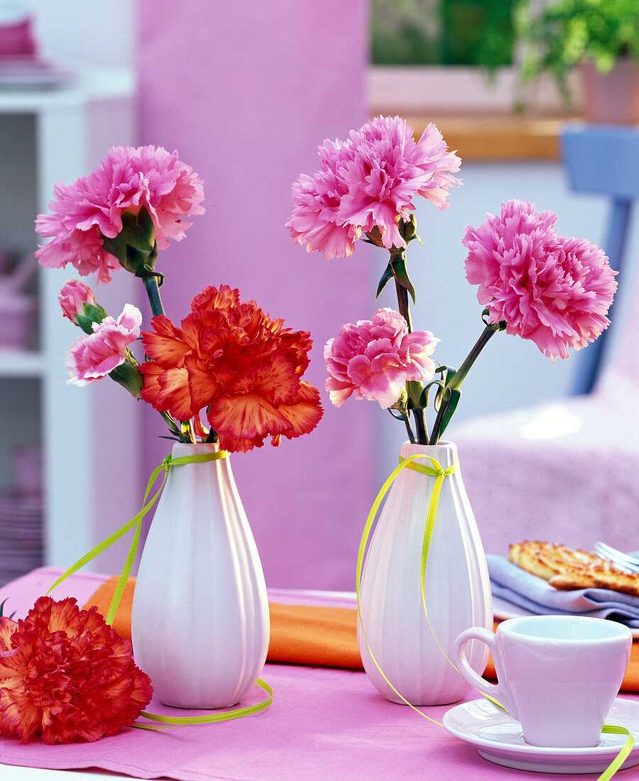 Blüten von Dianthus (Nelken) in rosa und orange