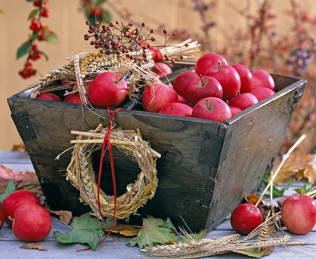 Malus (Zieräpfel) in Schale aus Holz, Kranz und Sträuße aus Triticum (Weizen)