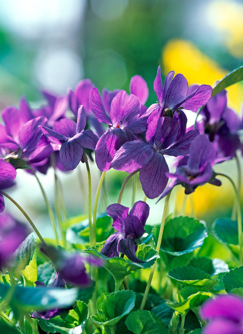Viola odorata (fragrance violet)