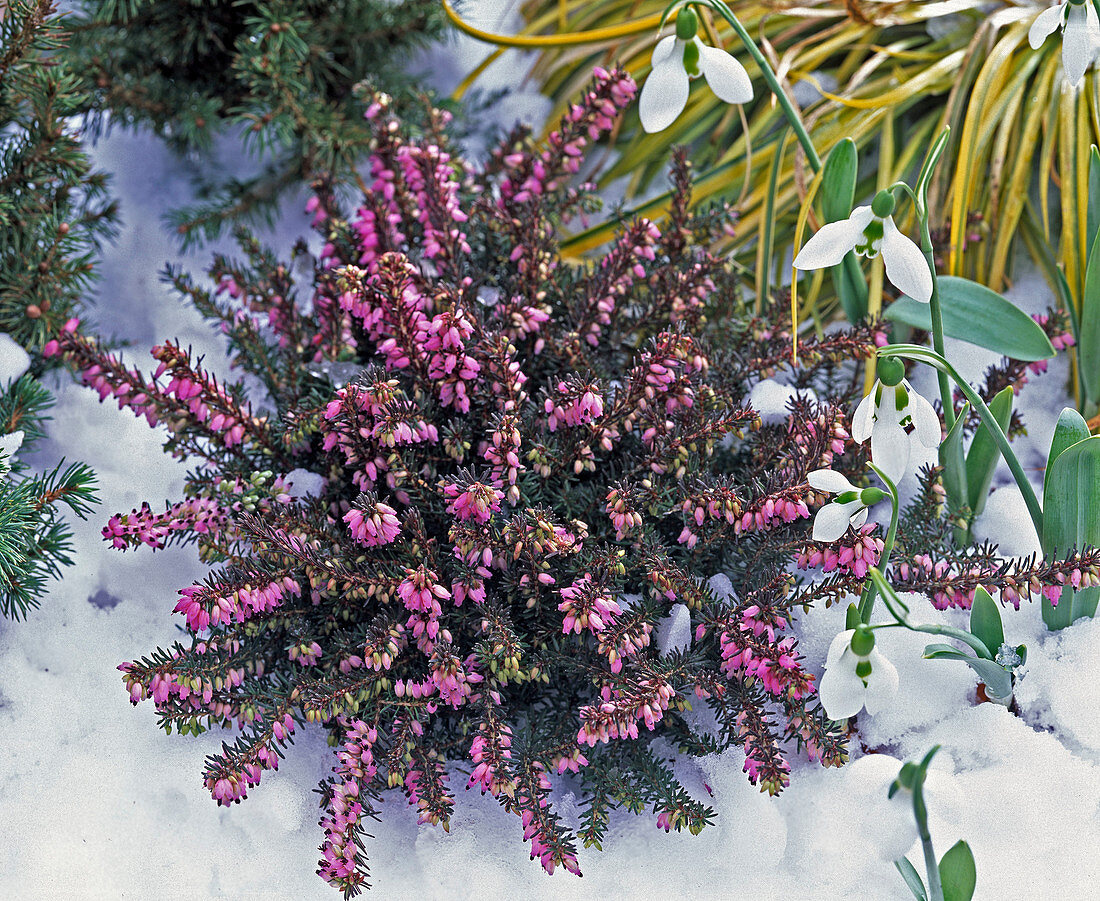 Erica carnea (Schneeheide), Galanthus (Schneeglöckchen)
