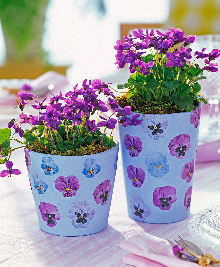 Fragrance violets in pots with napkin technique