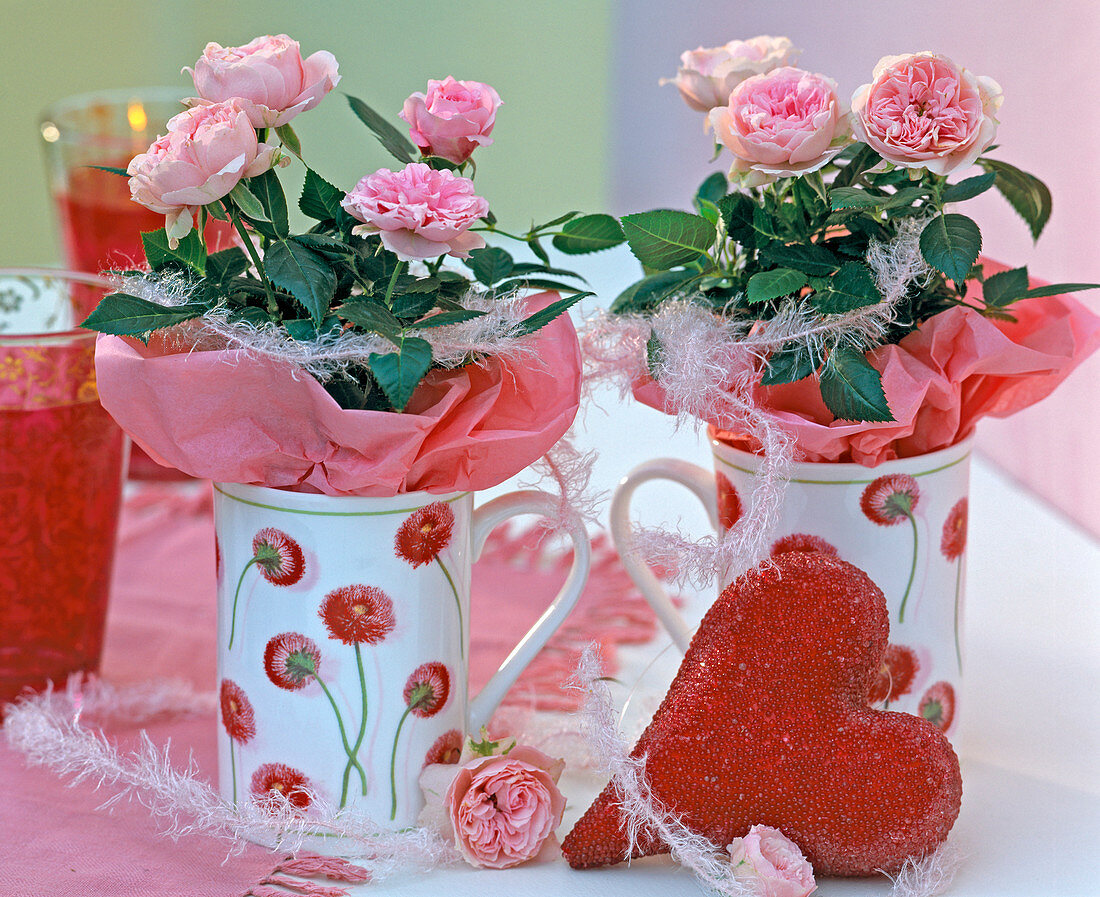 Rosa chinensis / Topfröschen mit rosa Seidenpapier