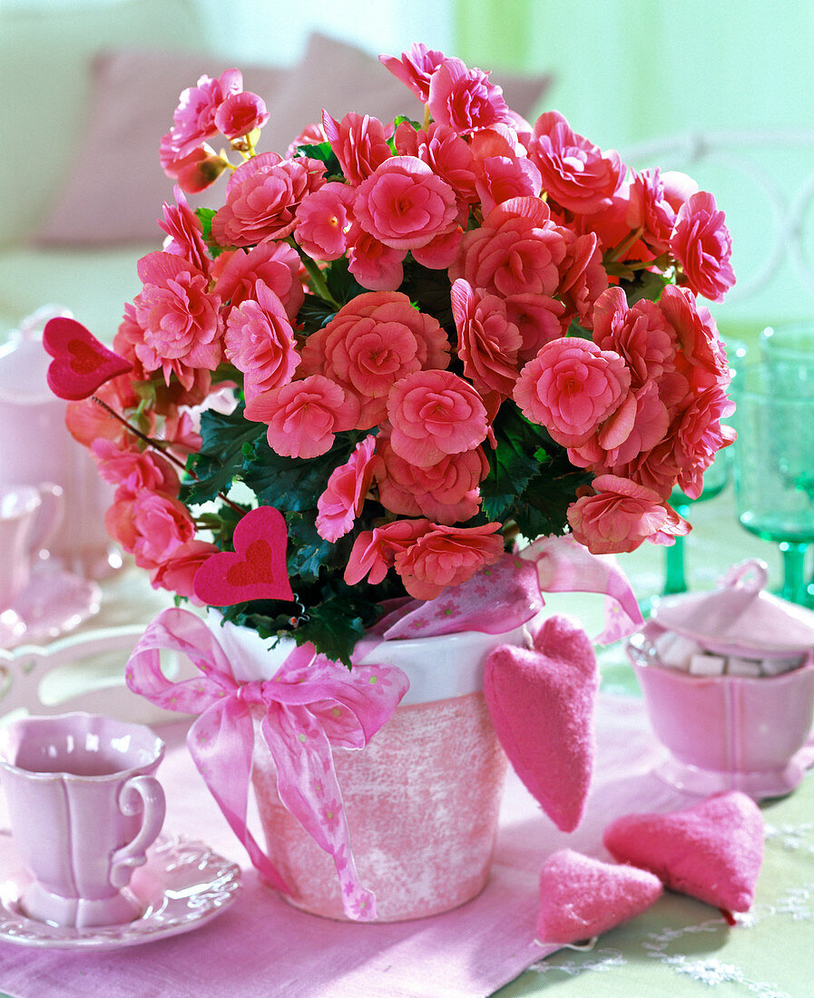 Rosa Begonia (Begonien) in rosa Topf, dekoriert mit Steckherzen und Schleife