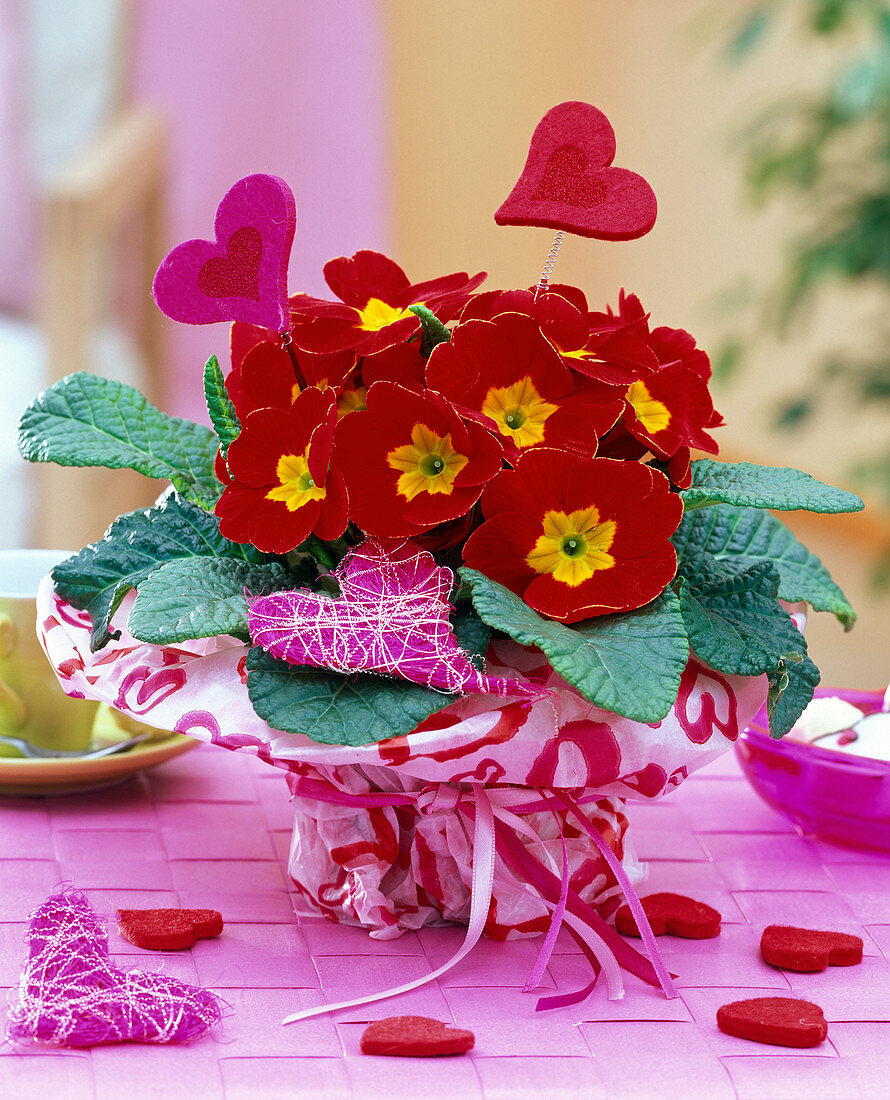 Red Primula acaulis in wrapping paper with heart motifs