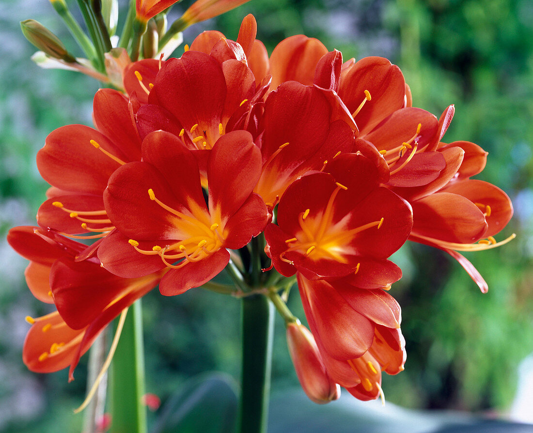 Bright red flowers of Clivia (bush lily)