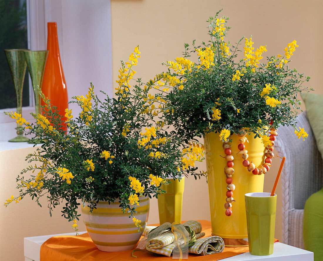 Cytisus x racemosus (Geißklee) in hohem gelben und Ringeltopf auf dem Tisch