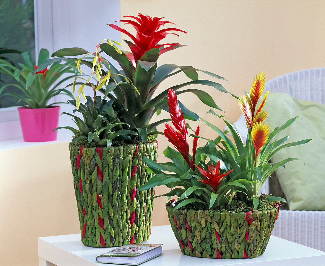 Vriesea and Guzmania in potted braids woven from green raffia
