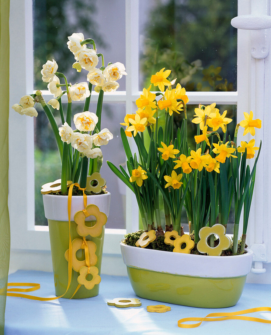 Narcissus 'Tete Á Tete', 'Bridal Crown' (Daffodil)