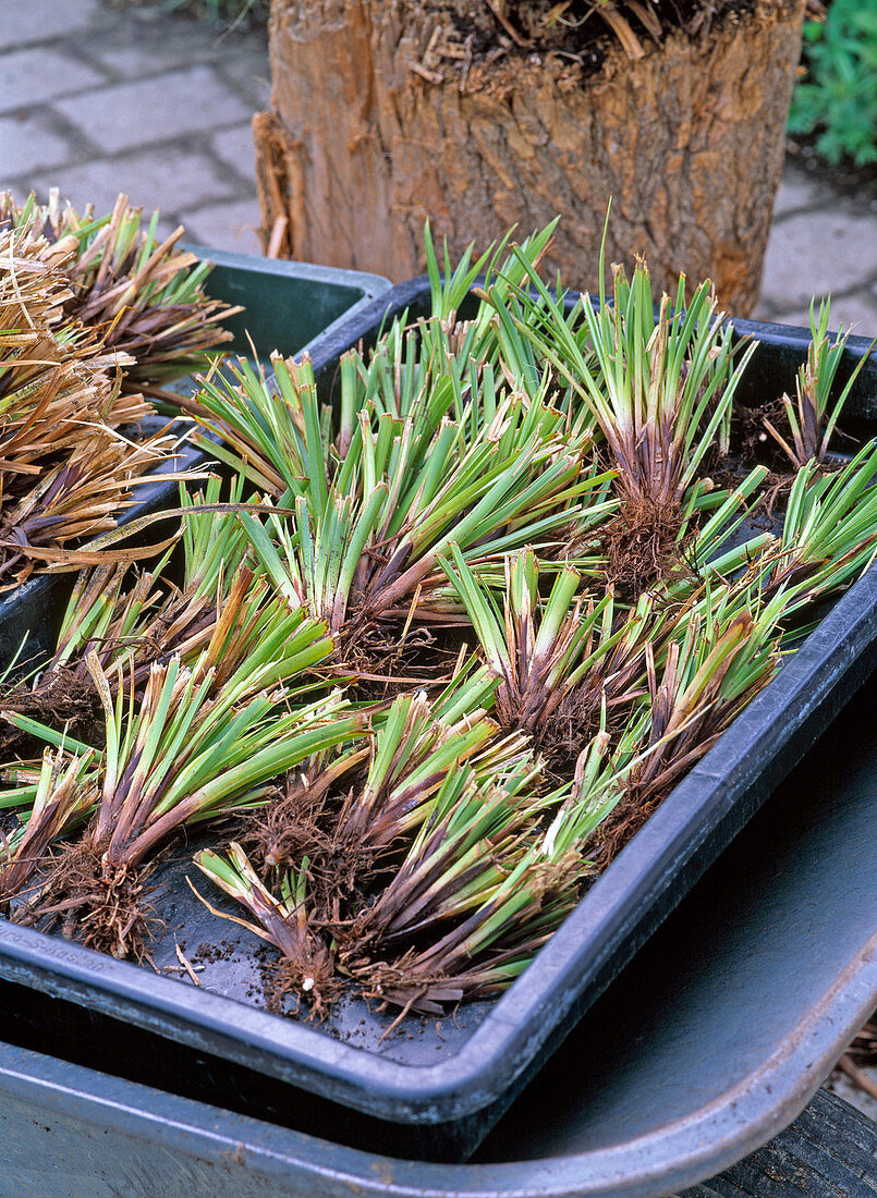 Carex morrowii (Morrow's sedge), pieces to be potted
