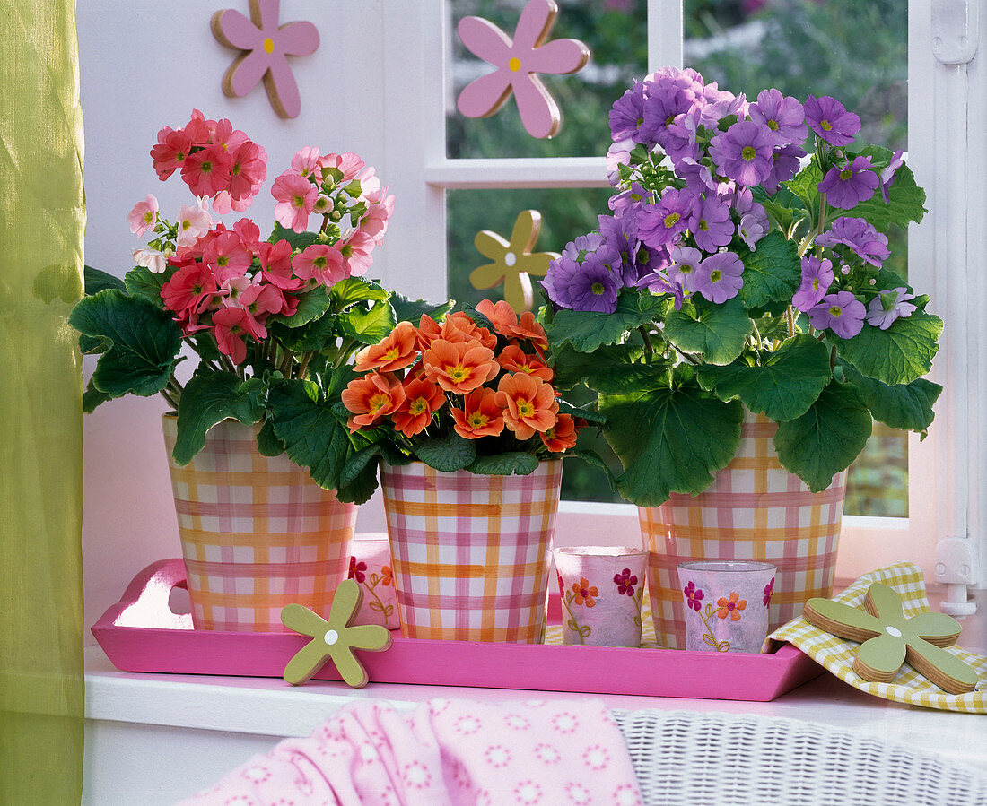 Primula obconica und acaulis (Becher- und Frühlingsprimeln) auf rosa Tablett